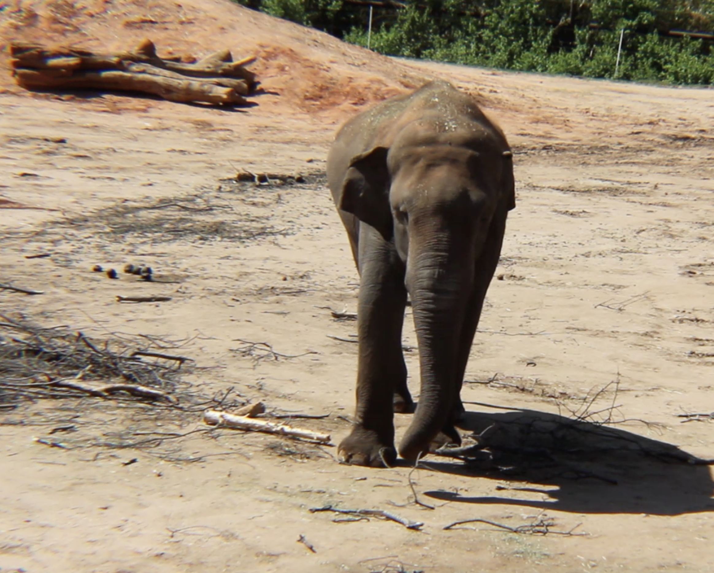 An elelphant takes an afternooon stroll at the Oklahoma City Zoo. photo credit: Karintha April/20225